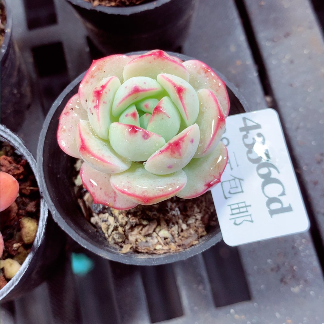 5厘米盆精控多肉4356