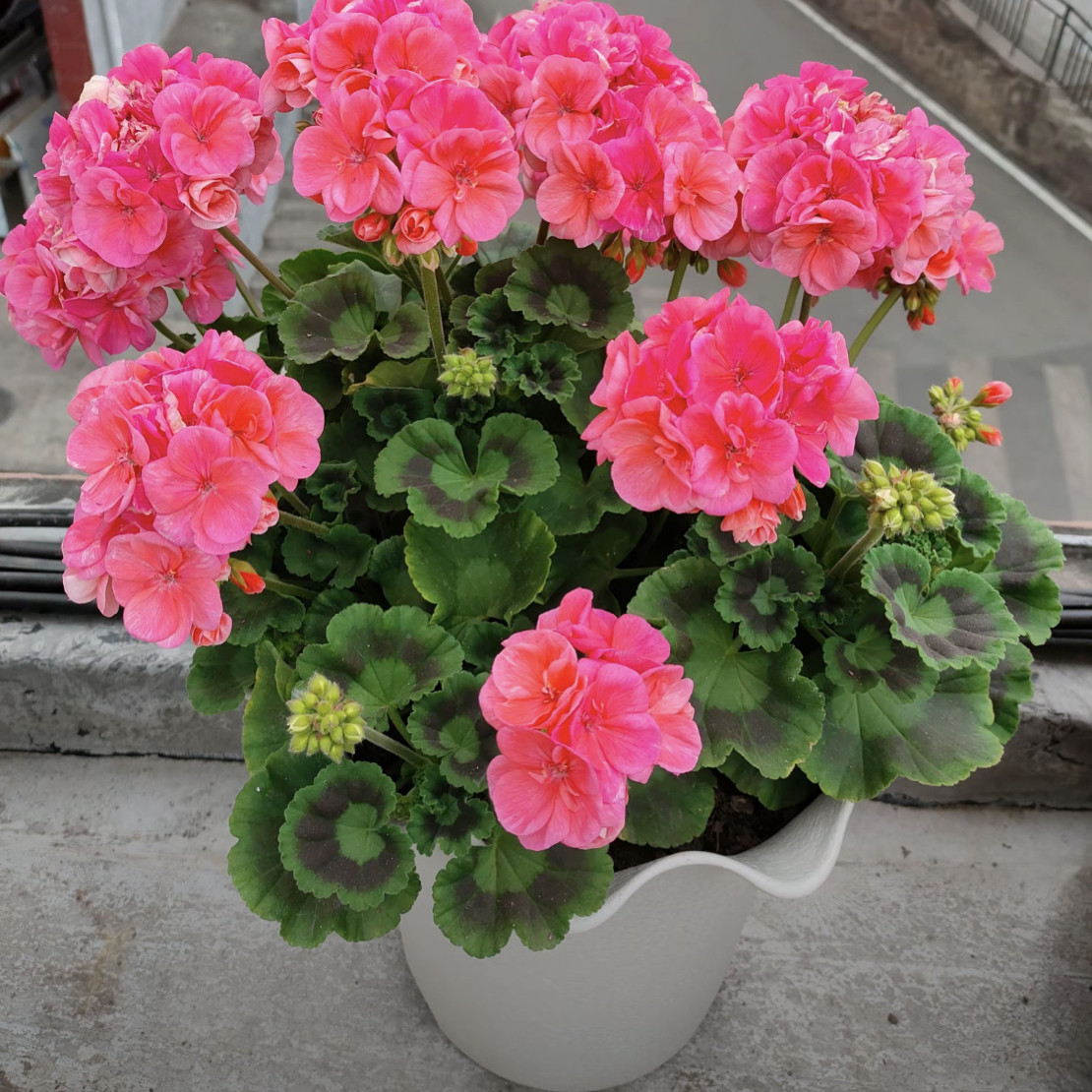 【大山宫】直立天竺葵经典大花球