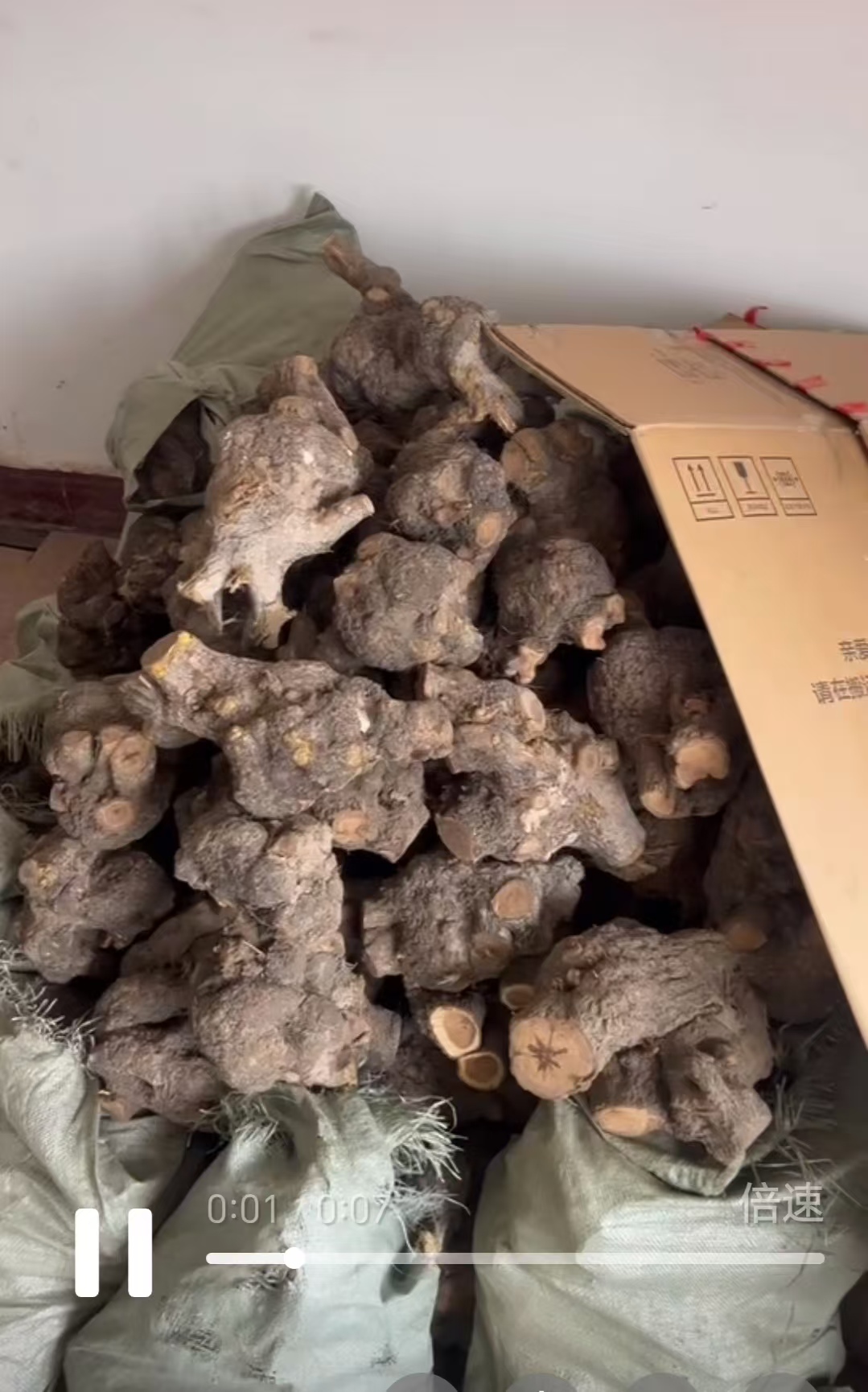 麻梨疙瘩火琉璃原料风化阴干老料根瘤雕刻料烟斗毛料瘤疤料