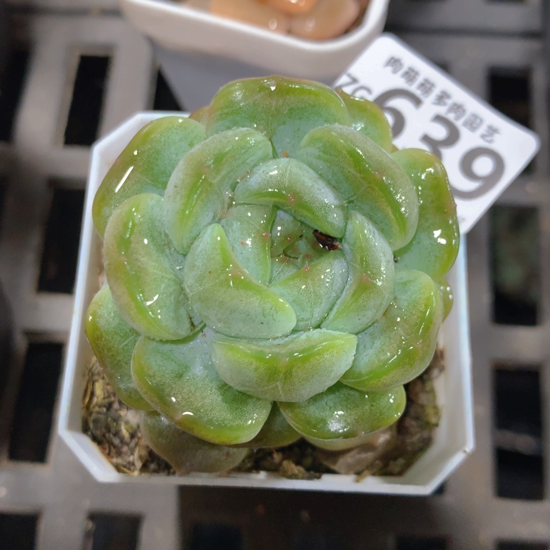 5CM拇指盆精控多肉ZG639