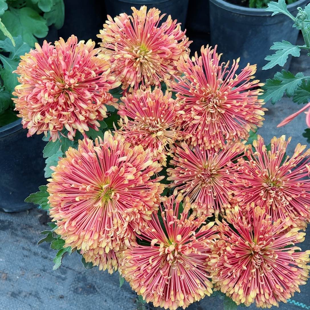 完全开放山海神话带盘