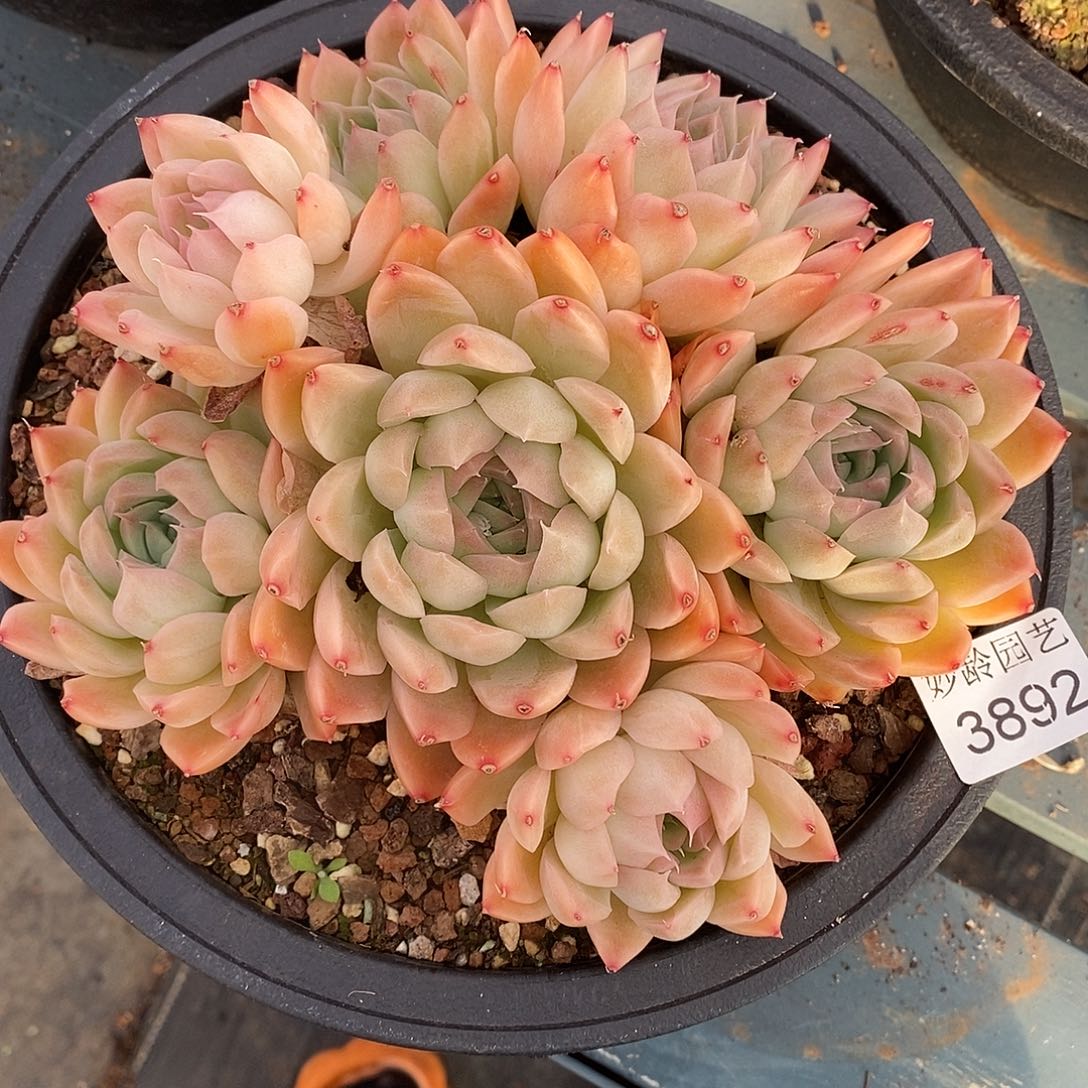 水***53892杂交老桩基地～16厘米