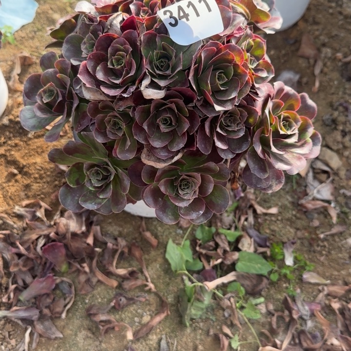 3411 魅金清棚处理不包断枝