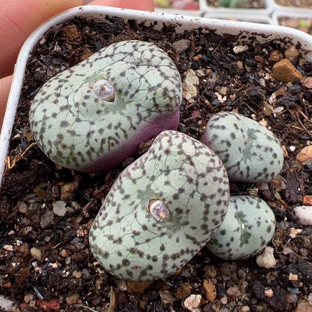 1.17好看的多肉308