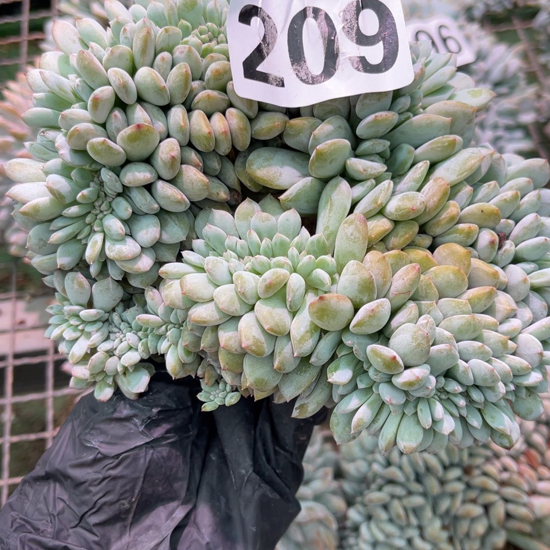 209号微瑕4800008888
