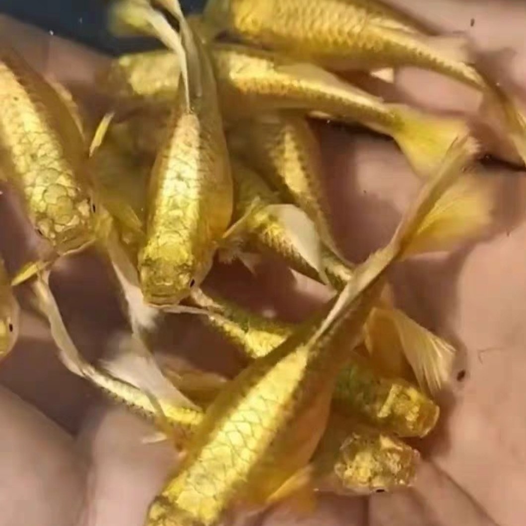 直播间福利小号越系 满鳞黄金孔雀鱼种鱼(入缸后不包损)
