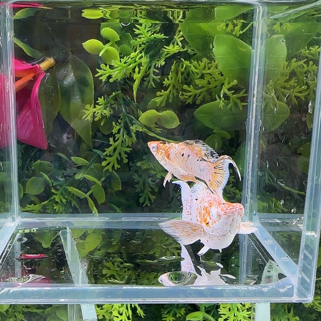 孔雀鱼钻石玛丽樱花三色一对