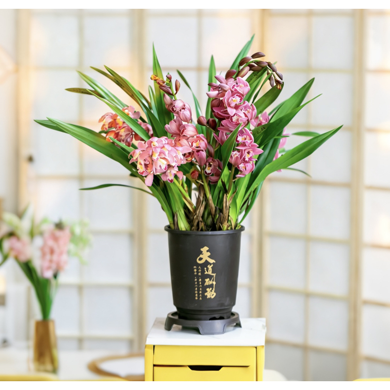 【京东快递】2-4支花剑红宝石年宵花浓香大花惠兰带花苞室内绿植