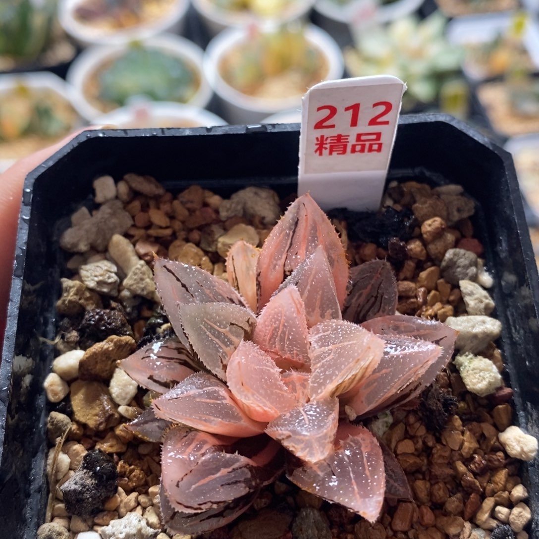 不开花植物212冰沙糖
