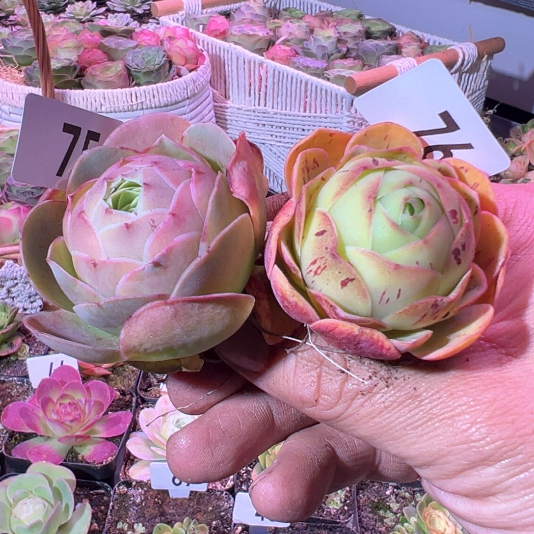 小*朵草莓孤品75-76山地玫瑰多肉