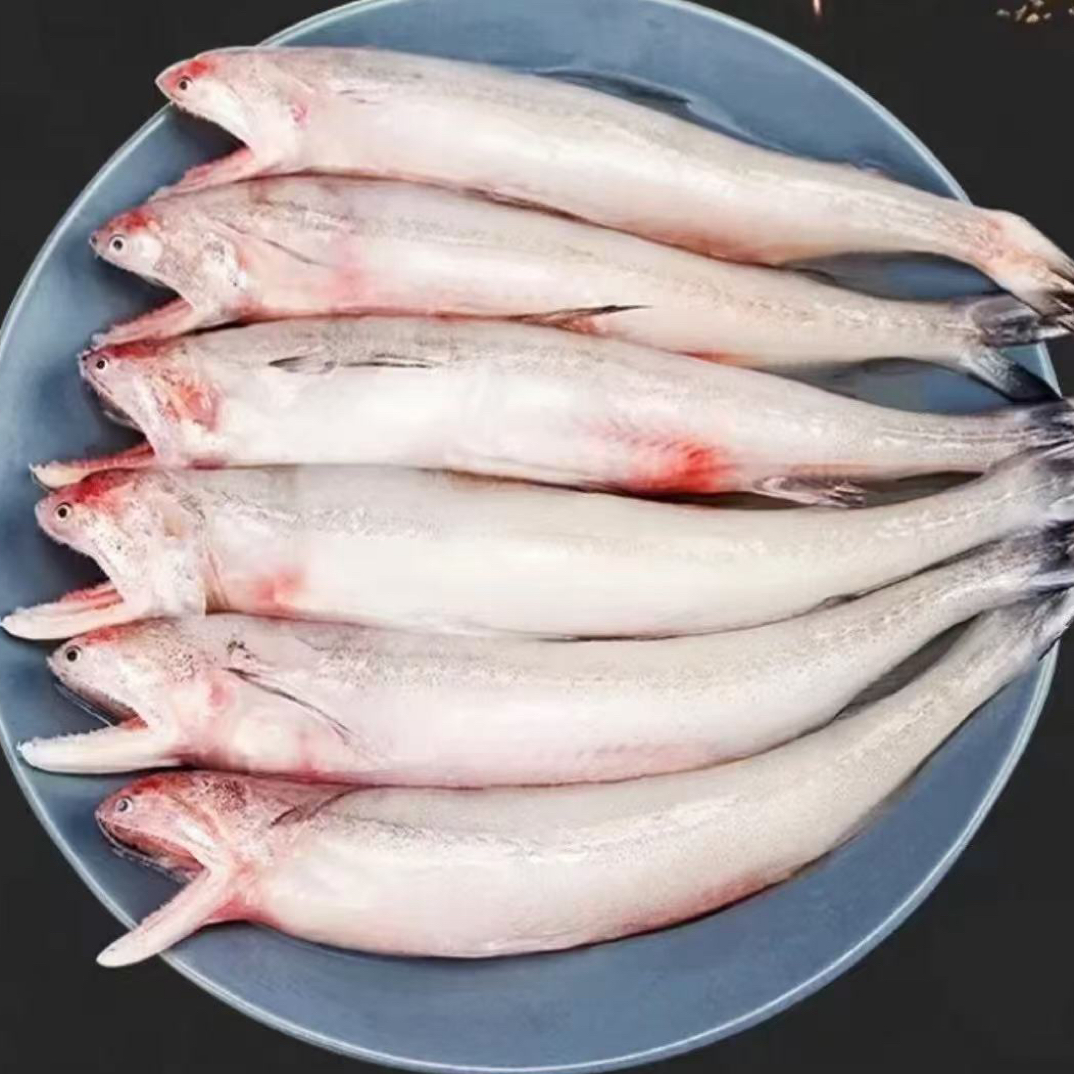 海捕新鲜冷冻龙头鱼豆腐鱼九肚鱼水潺特产
