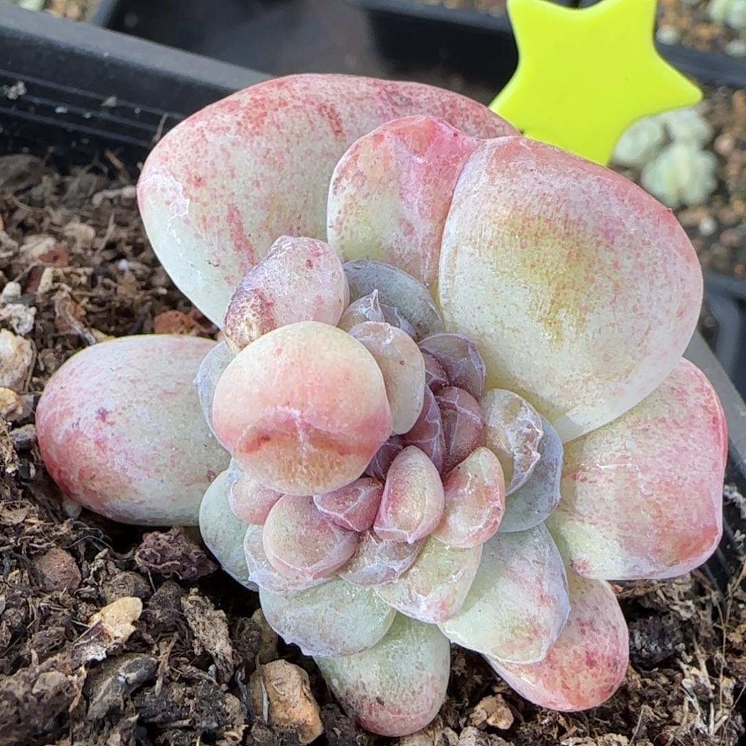 冰玉石化紫心分心3头带仔