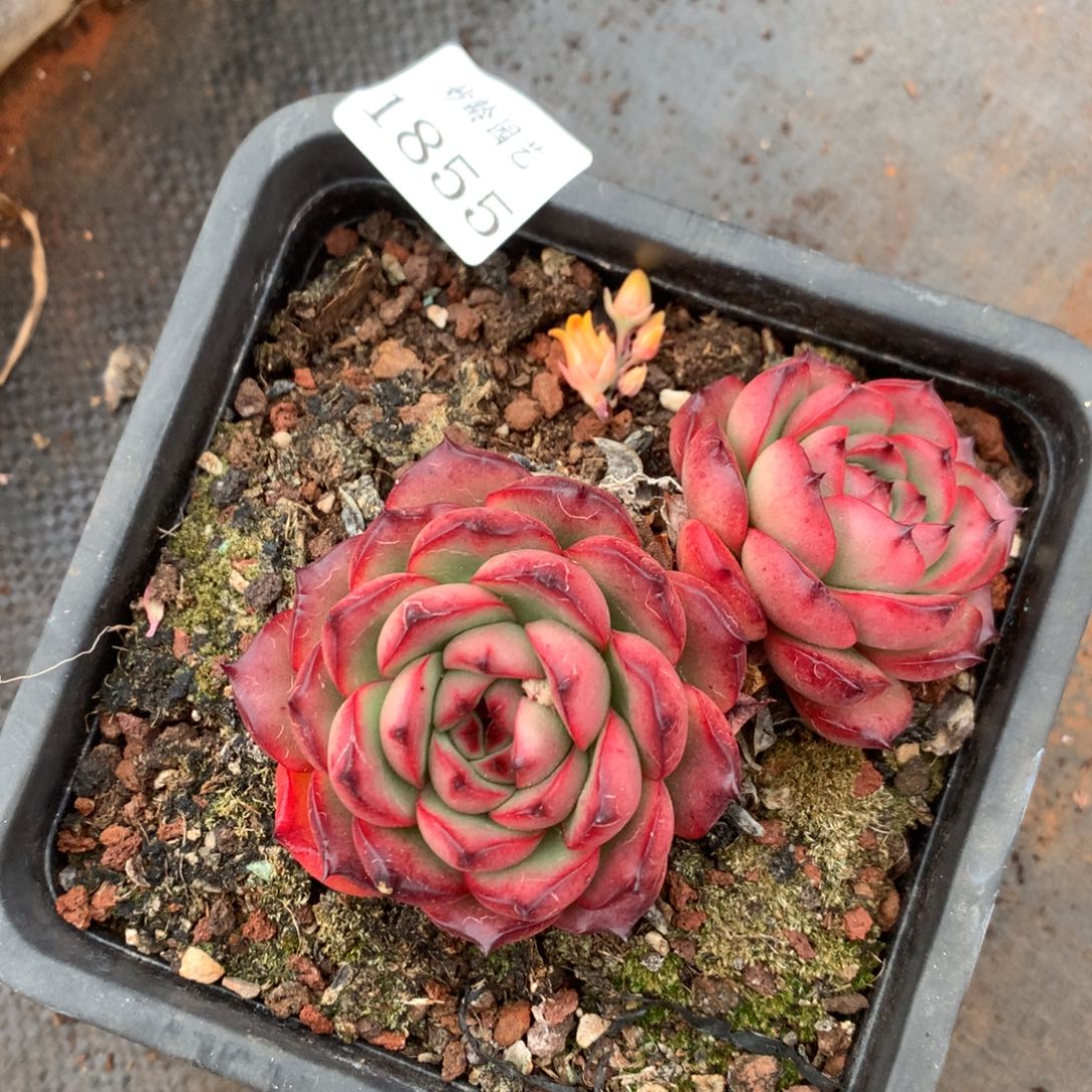 1855杂交精品基地10厘米