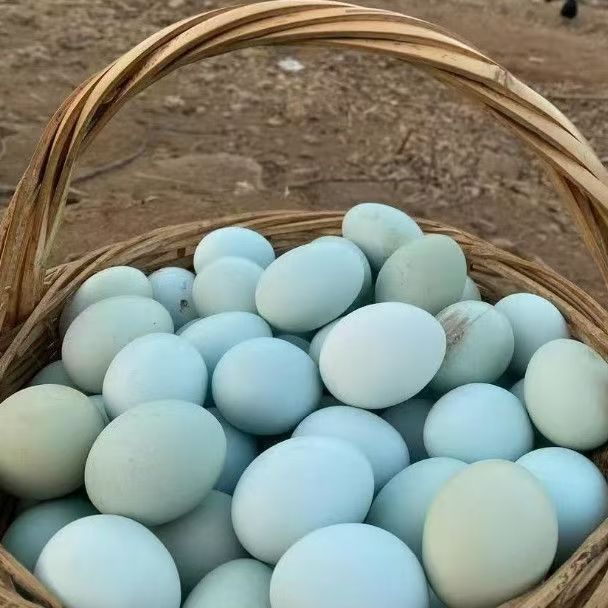 农村散养现捡新鲜营养健康绿壳五黑鸡初生蛋 【绿壳五黑鸡初生蛋30枚】 顺丰包邮