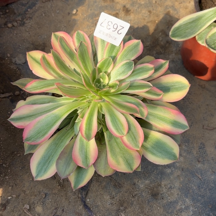 雅典娜锦多肉法师2637