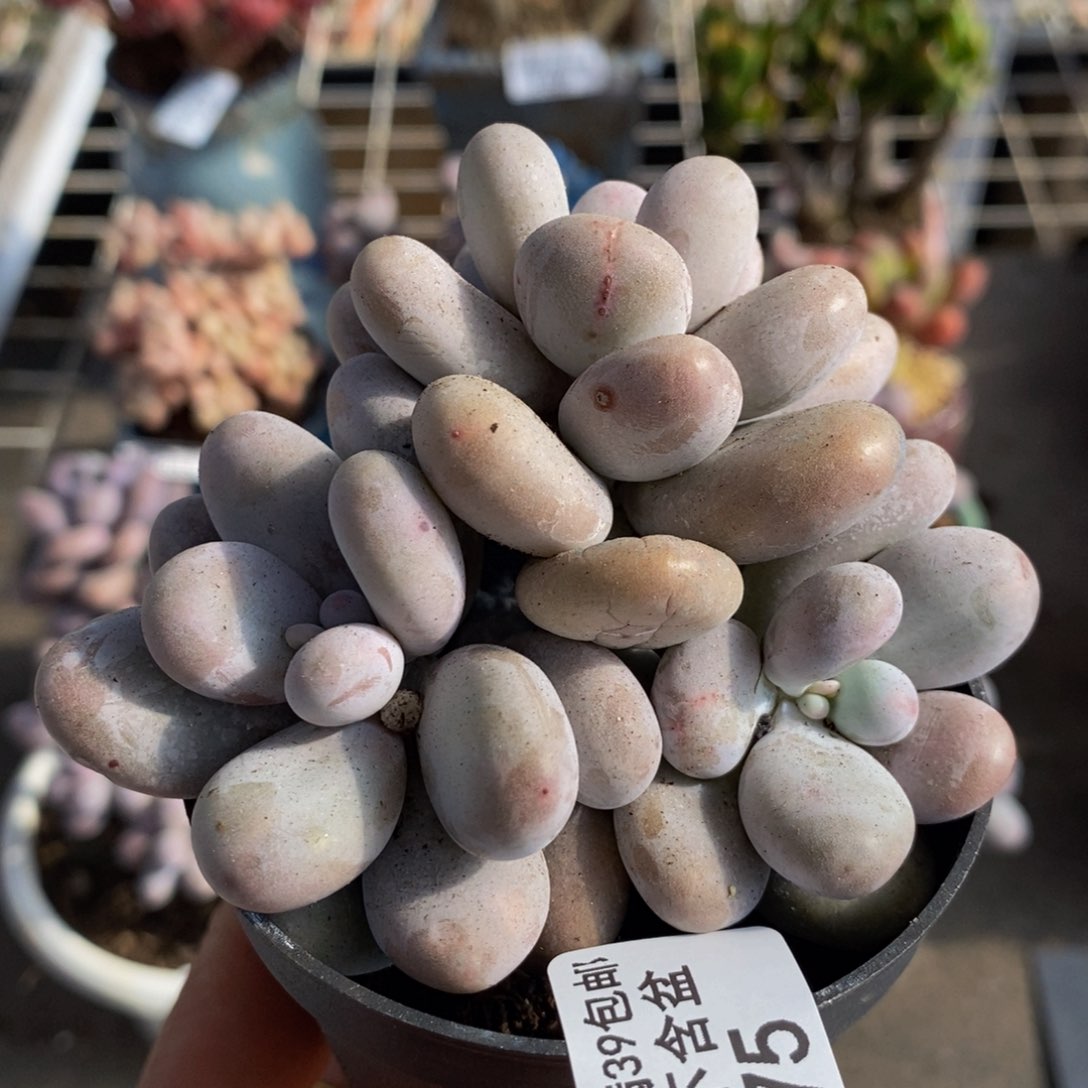 水光针075/8c m多肉