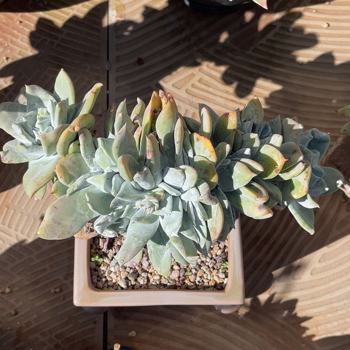 【闪购商品】牡丹苹果叶缀化大老庄