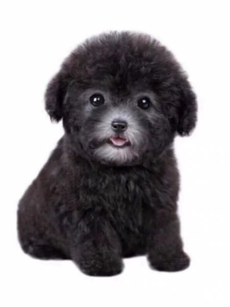 宠物狗狗宠物相册