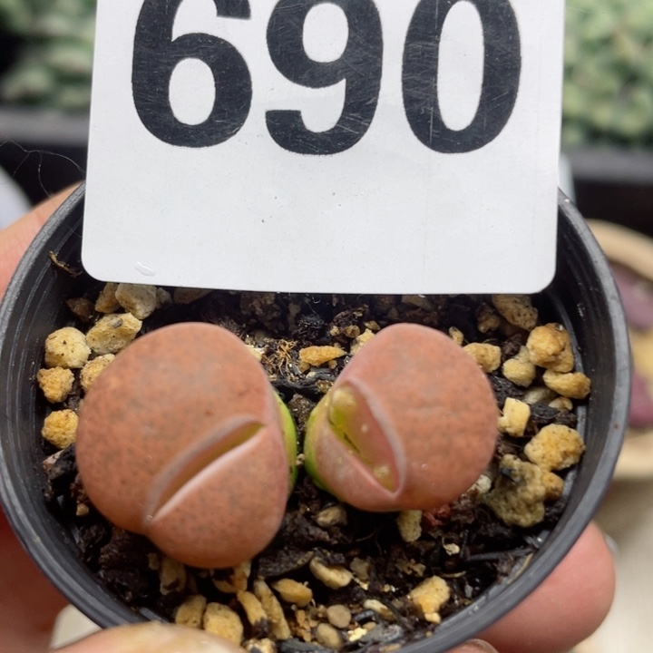 690红紫勋母本怪