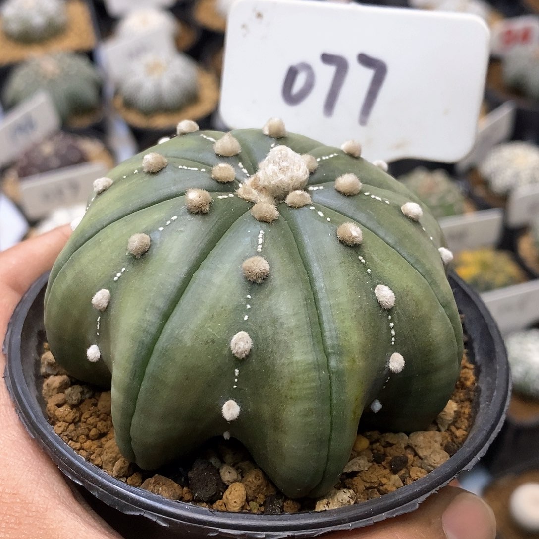 开播时间周一晚上到晚上的