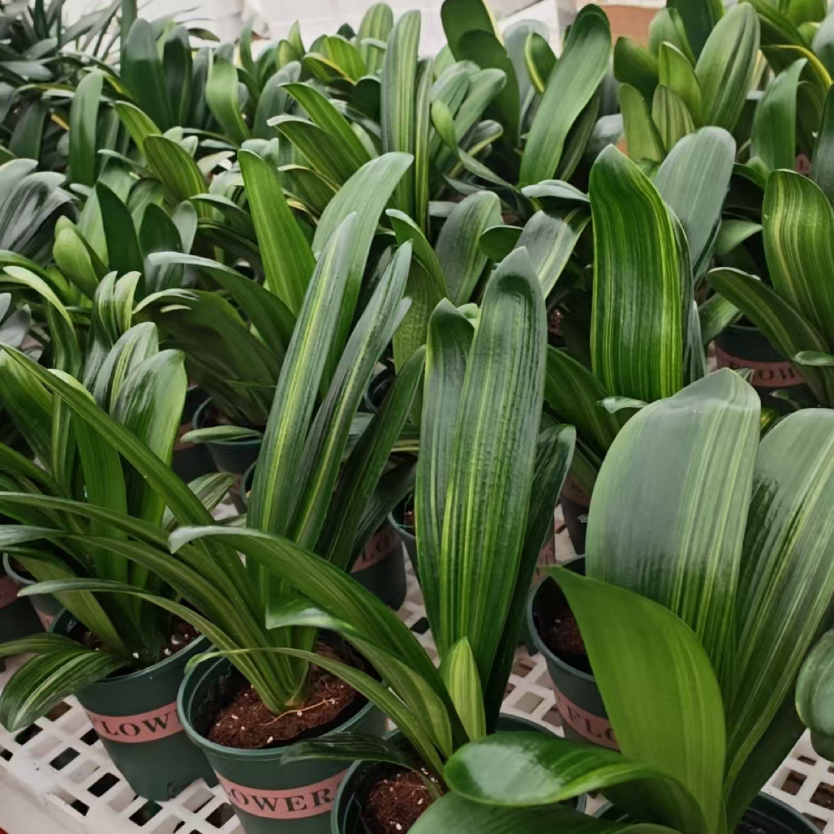 君子兰彩兰随机彩兰2颗微瑕介意勿拍