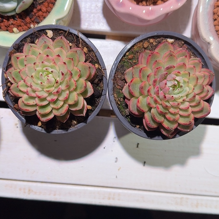 吉尔巴玫瑰锦多肉植物
