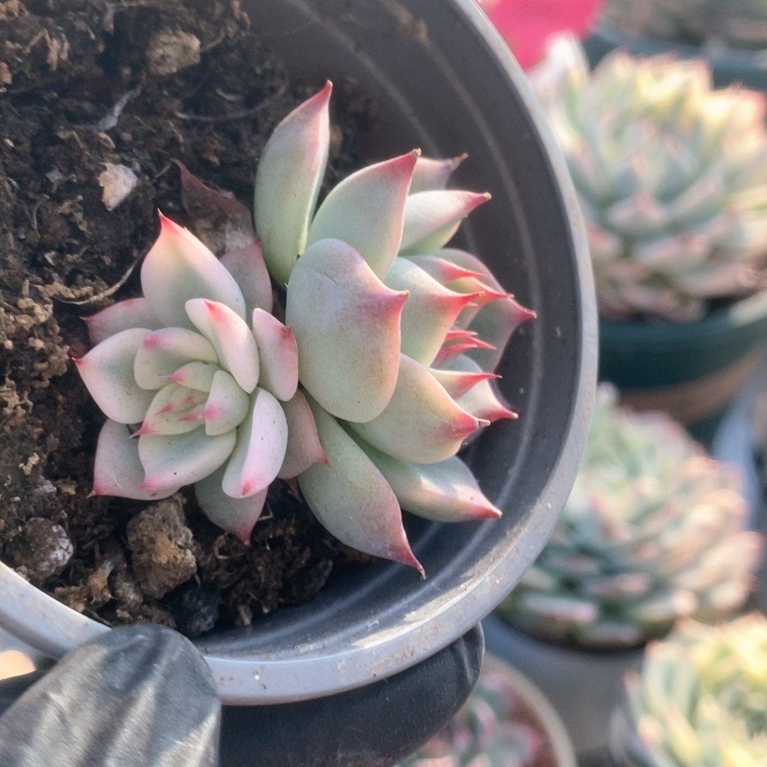 185锦锦锦锦锦锦