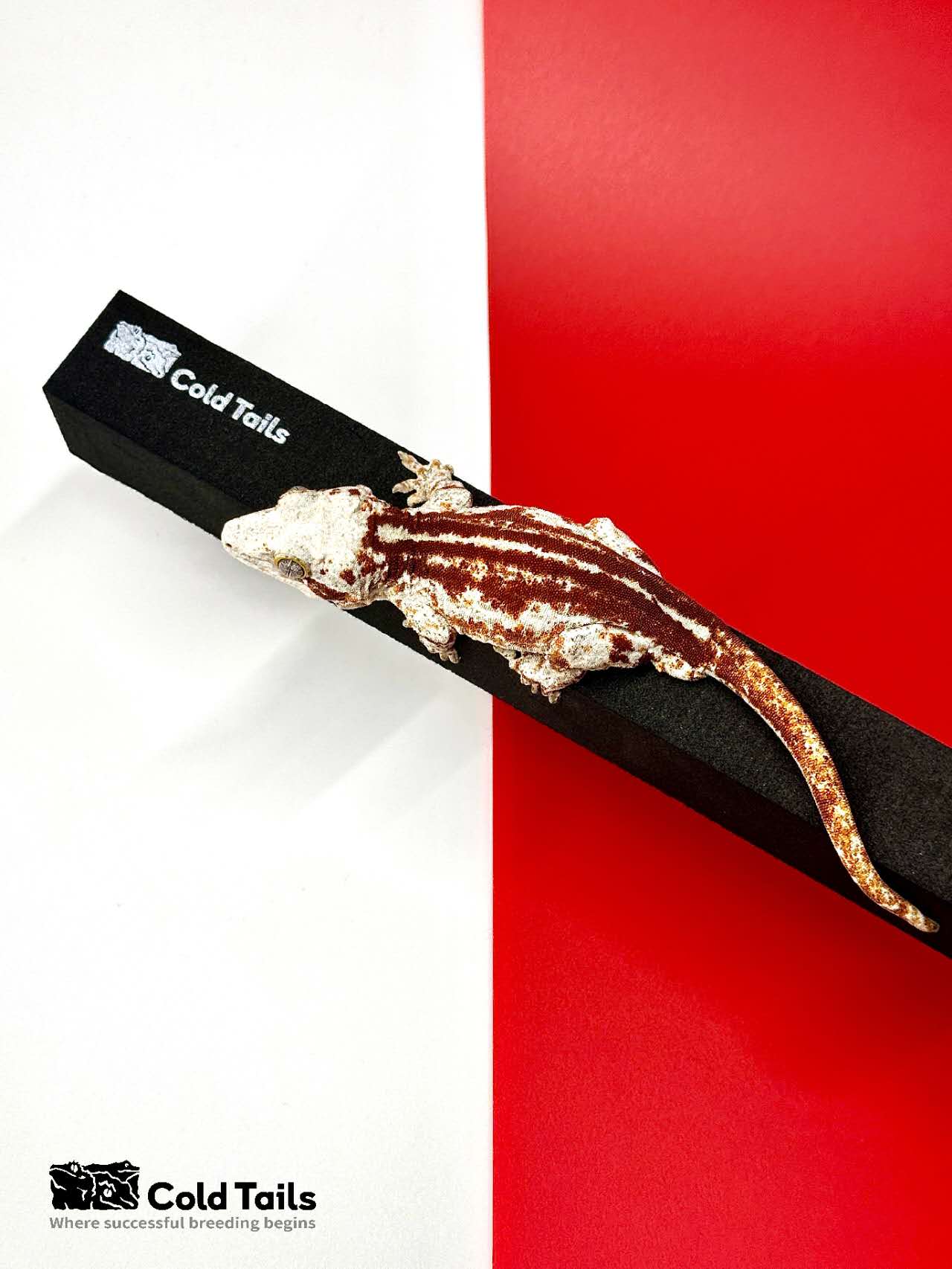 ColdTails冷尾-CT攀爬-睫角守宫盖勾亚巨人鳄鳞守宫攀爬棒