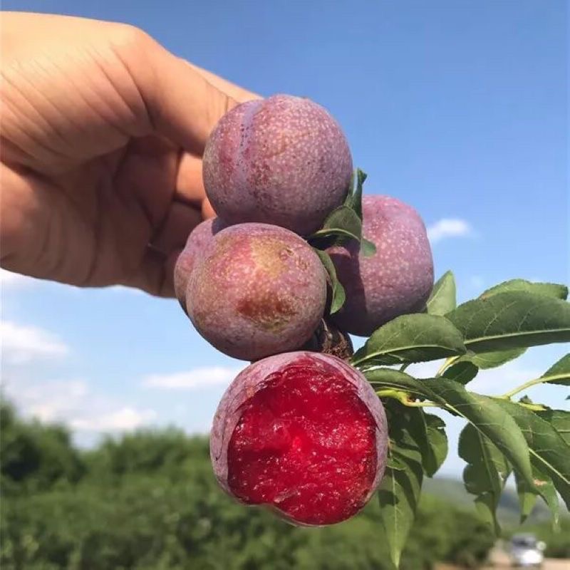 【顺丰包邮】正宗广西红心三华李新鲜现摘当季酸甜可口水果