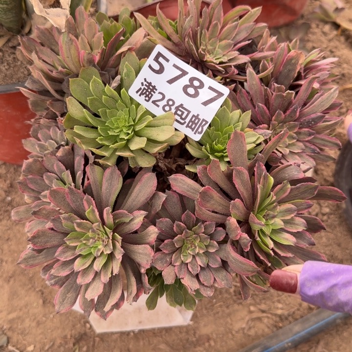 5787一号棚粉黛丛林A