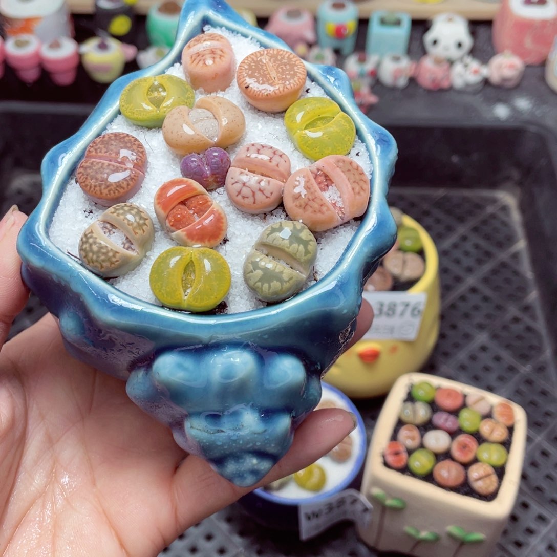 w3879 带盆土发货-零下地区拍保温箱