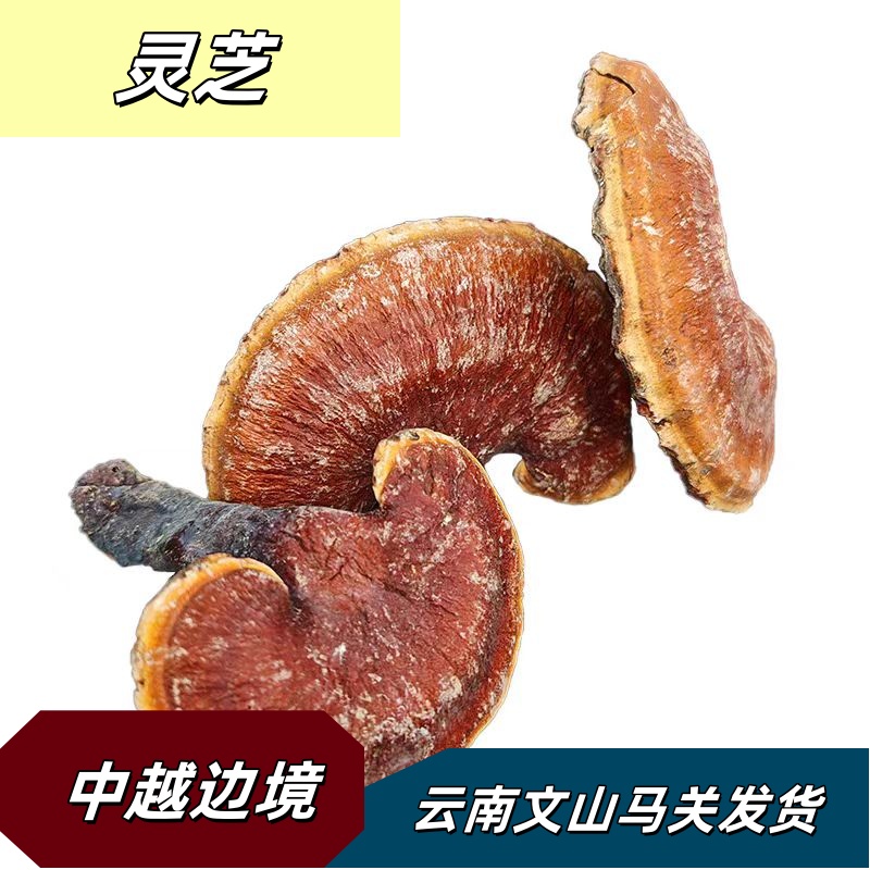 《保长精选》云南野生赤灵芝新鲜干货250g/500g正品泡酒泡水