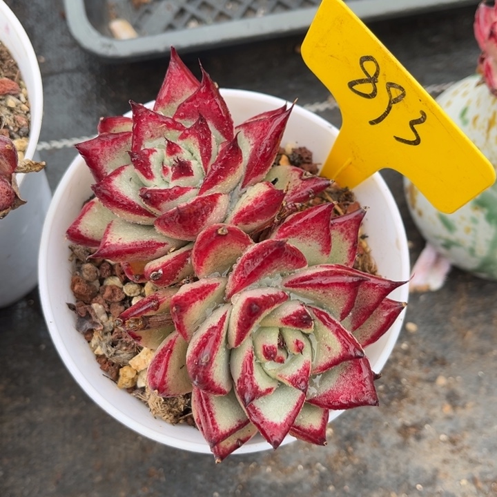 裴***裴893 0000000000多肉8888