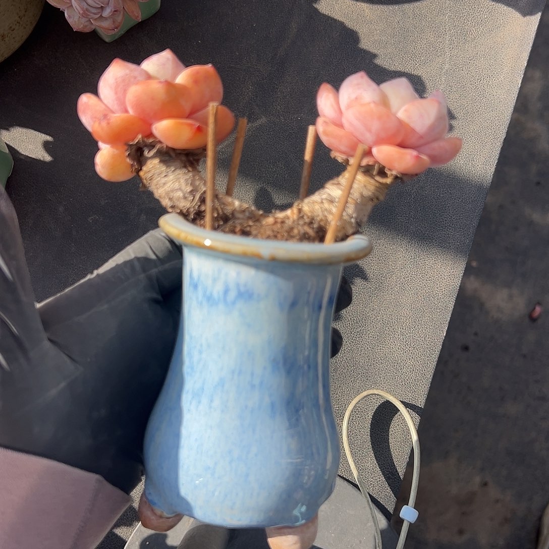 双头星影老庄0000000000