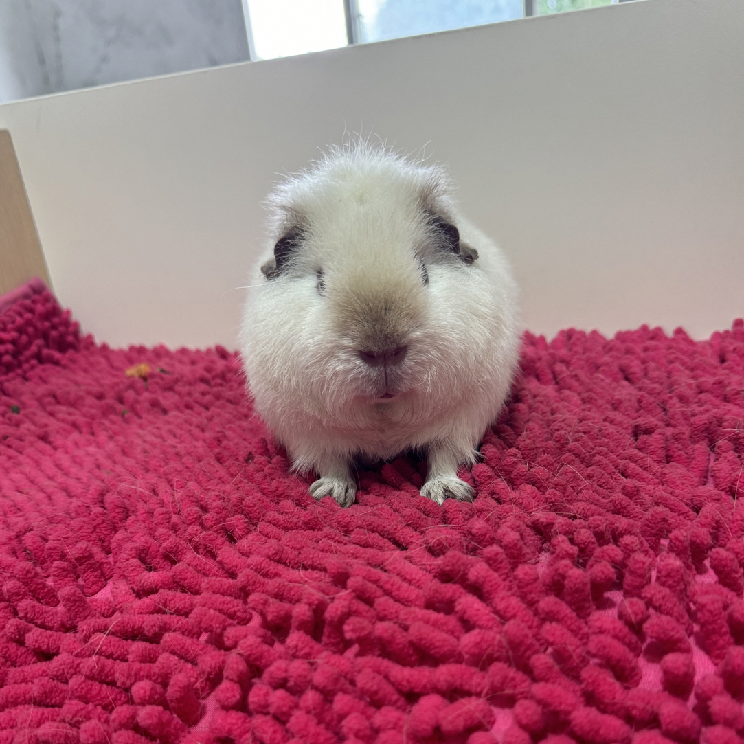 白泰加荷兰猪弟弟八黑无暇