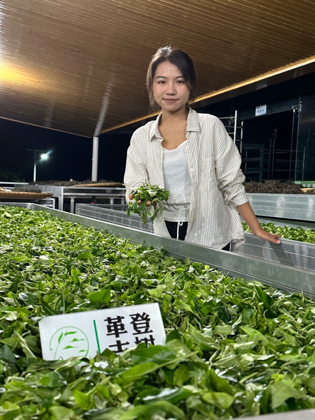 直播间为准 普洱茶生茶