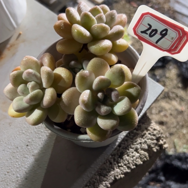 ^***笑209泡泡糖一物一拍10