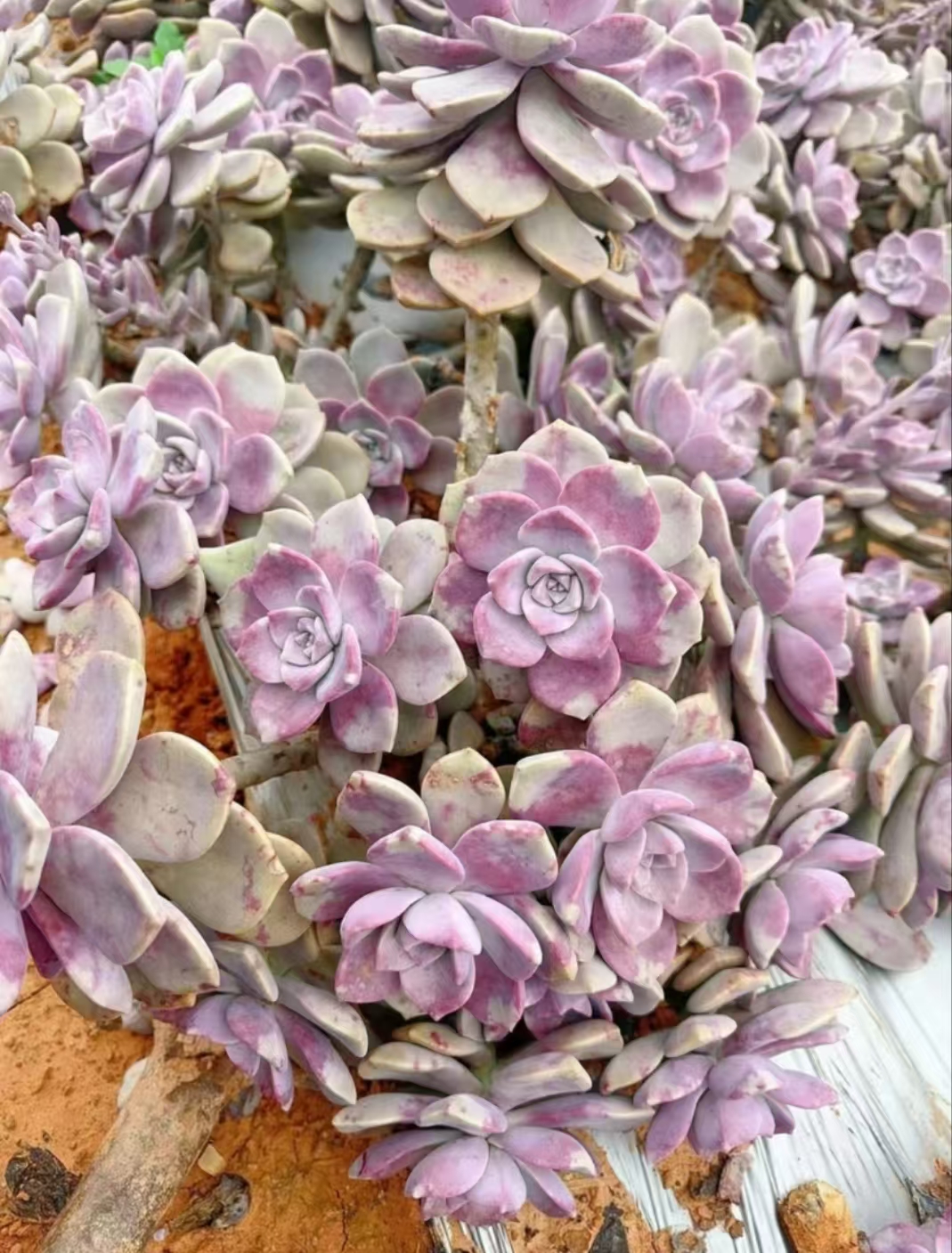 地栽大号紫乐 新手好看好养 云南发货 精品多肉绿植