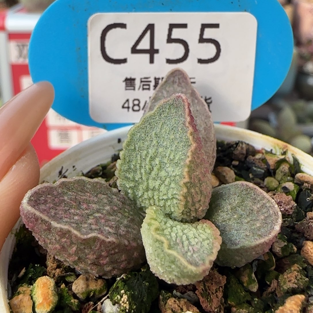 粉猪肝。    455。    