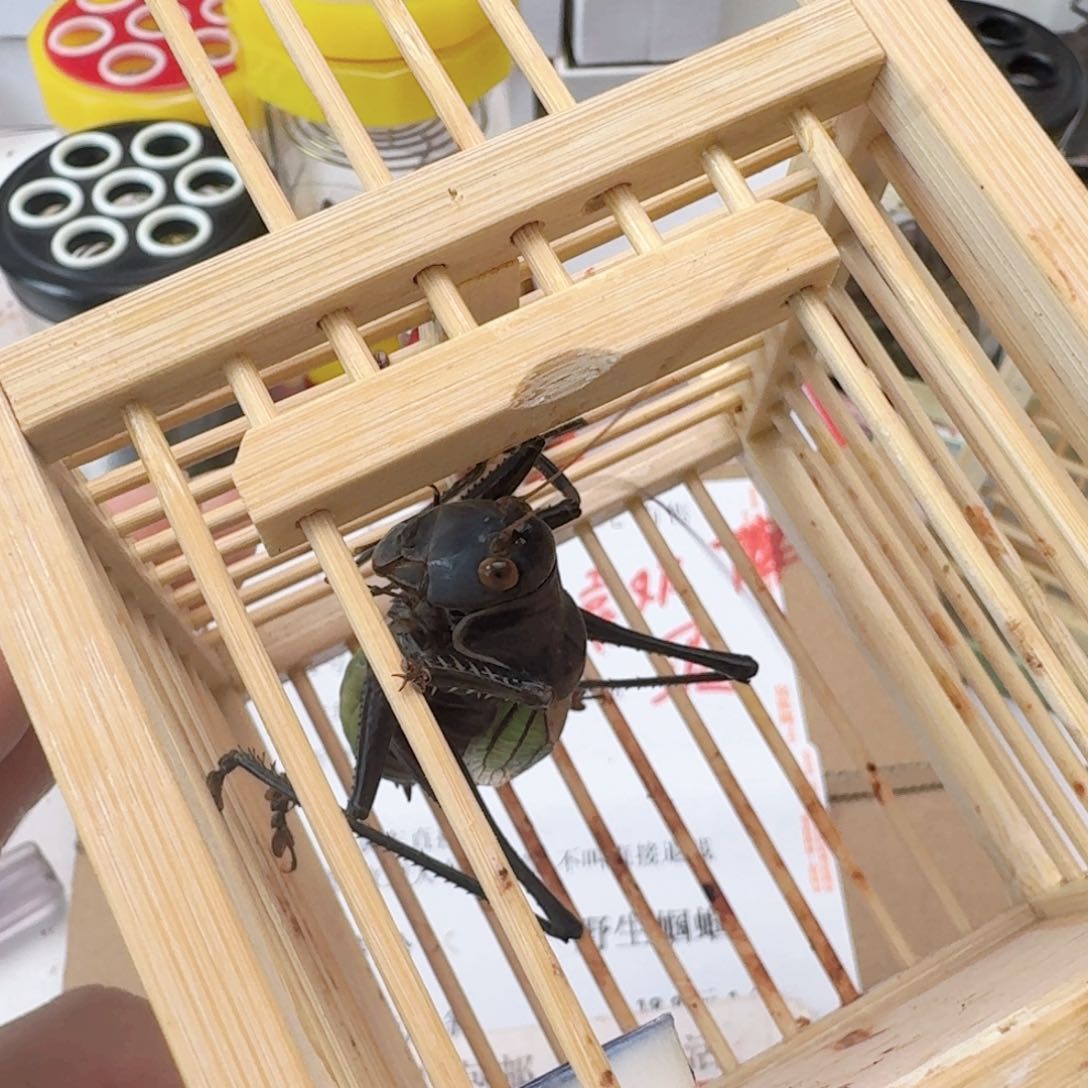 阿***野顺丰快递到手有k看看