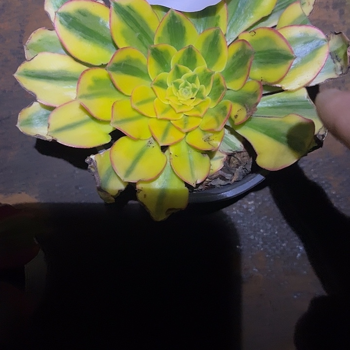 太阳神多肉植物保护736