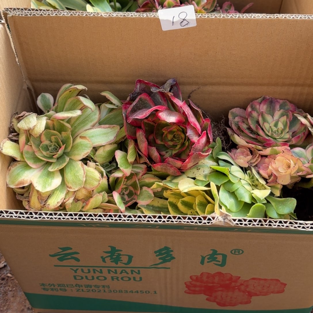 云南多肉植物箱拍