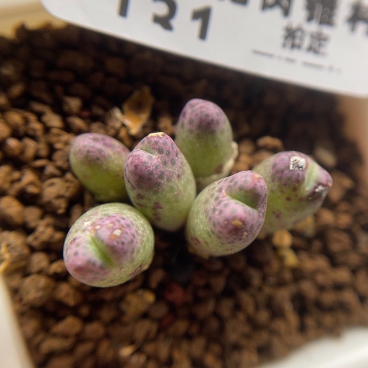 草莓班马，131号……1111111