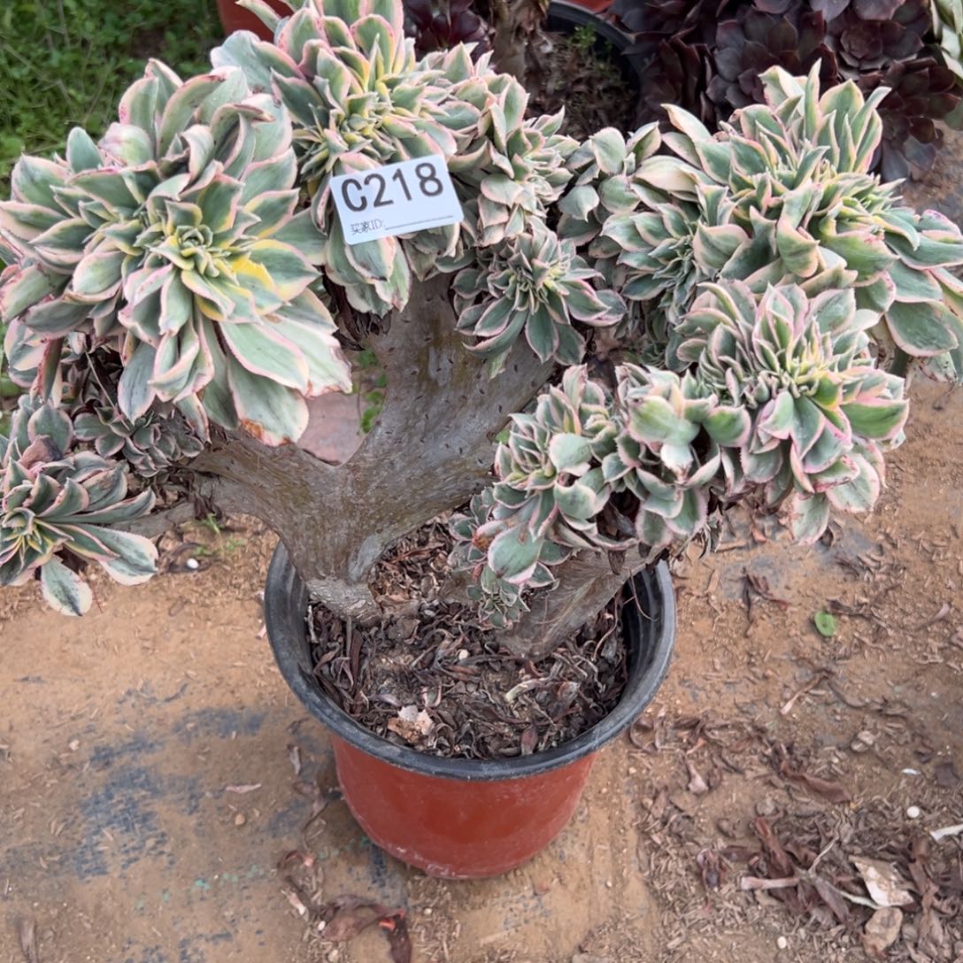 幸***悦218灿烂缀化多肉植物法师