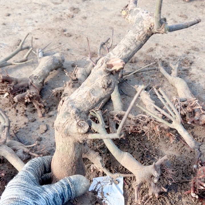 米***兔无花朵枫树……枫树