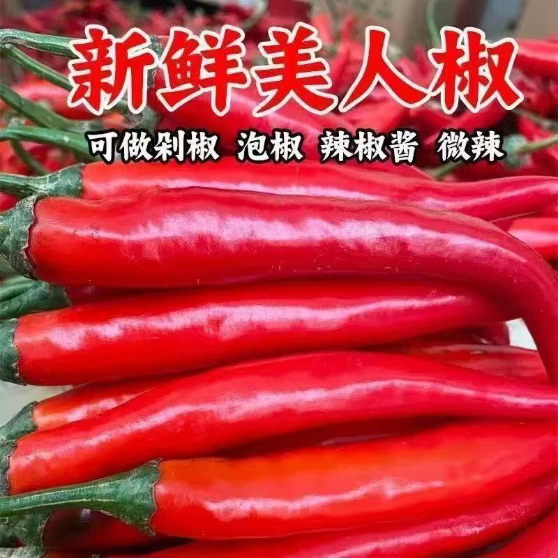 河南露天种植新鲜美人椒辣椒炒肉新鲜采摘包邮坏烂包赔