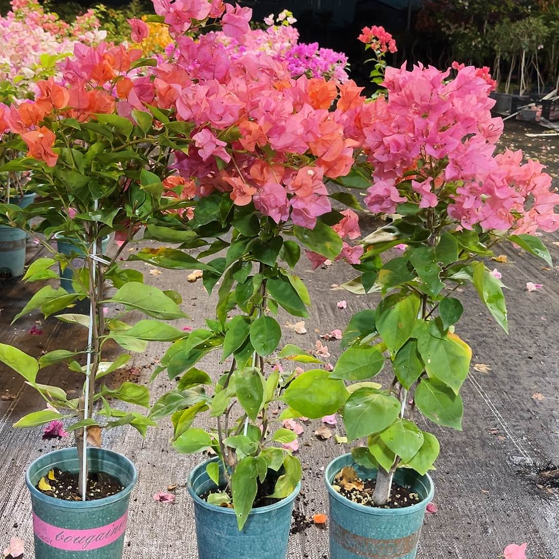 大部分花苞少量开放波妹带竹一颗