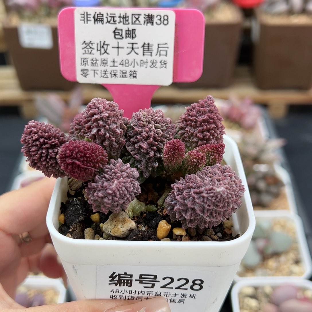 228朱紫玉多肉植物