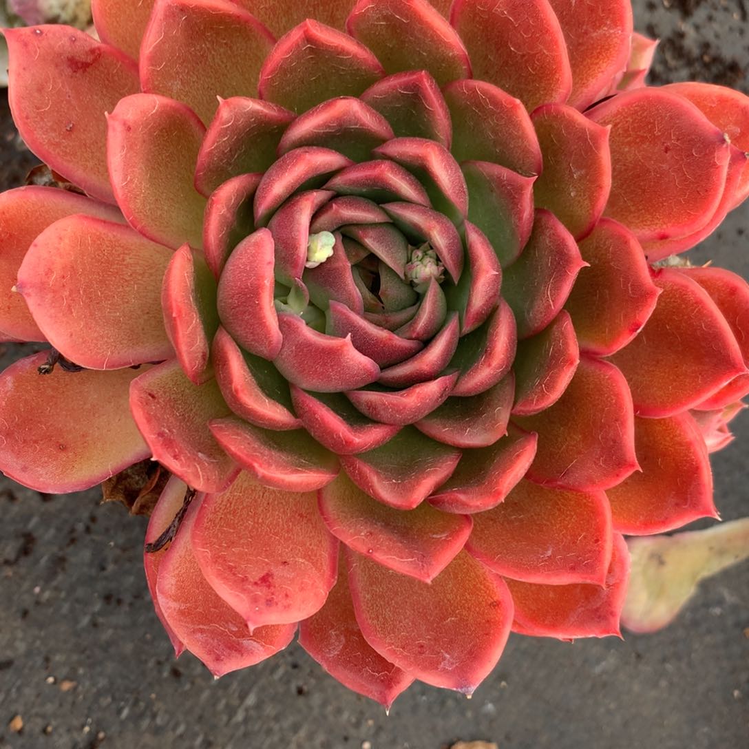 6683杂交多肉植物