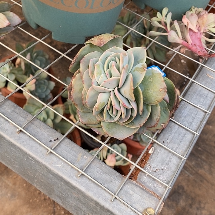 白凤血凤一物一拍